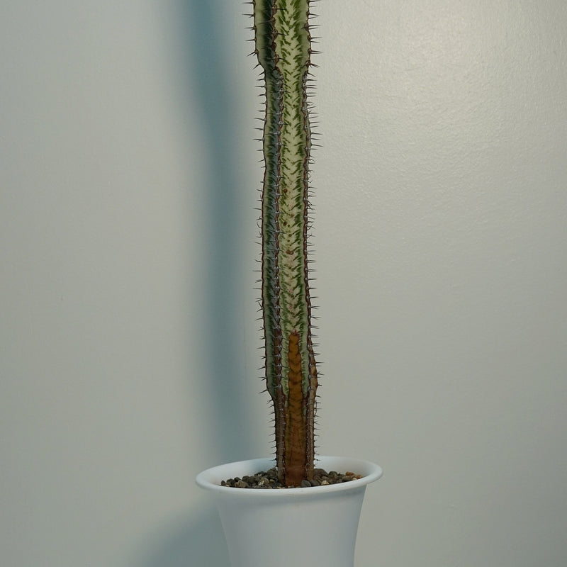 Euphorbia confinalis ssp. rhodesia (gifting plants plant succulents ) 6_INCHS_RAUND_N_POT WITHOUT_POT_SHIPPING