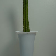 Trichocereus pachanoi-San Pedro cactus