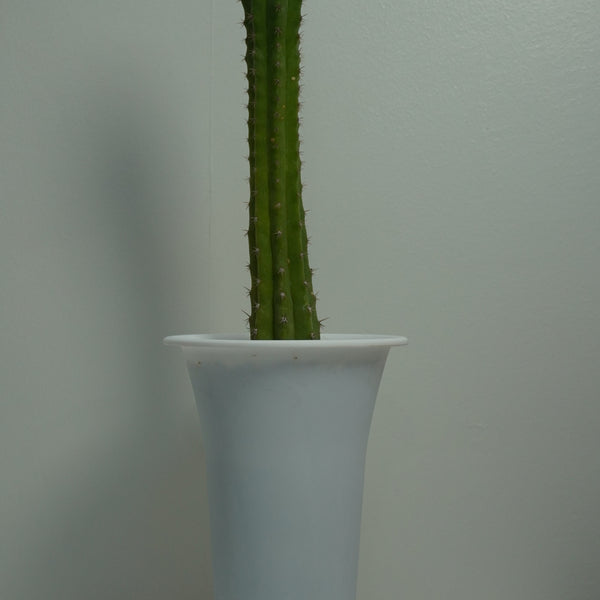 Trichocereus pachanoi-San Pedro cactus