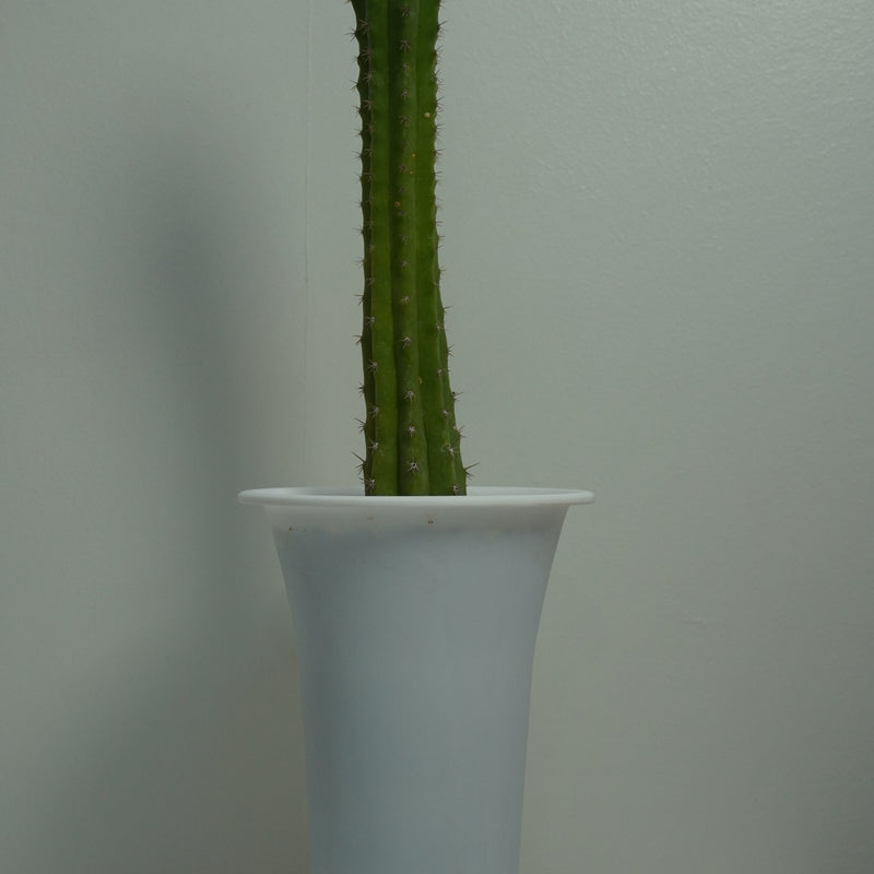 Trichocereus pachanoi-San Pedro cactus