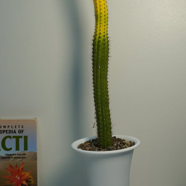 Cleistocactus variegatedi