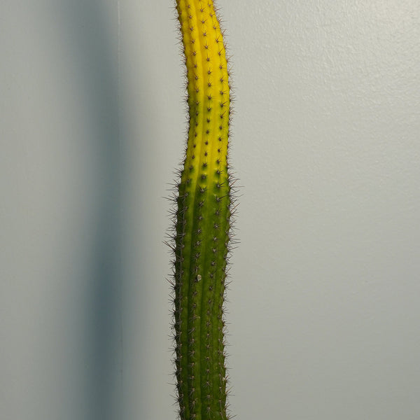 Cleistocactus variegatedi