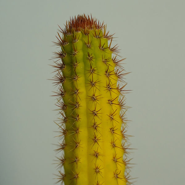 Cleistocactus variegatedi 6_INCHS_RAUND_N_POT WHITHOUT_POT_SHIPPING