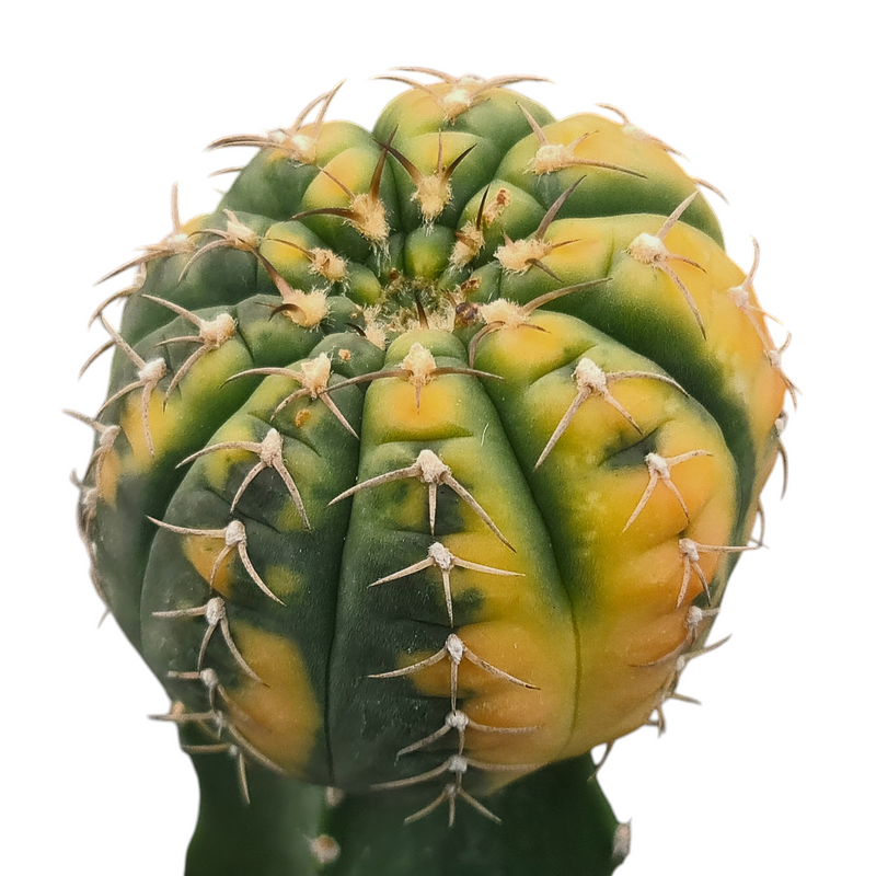 Gymnocalycium stellatum var unguispinum T.1577