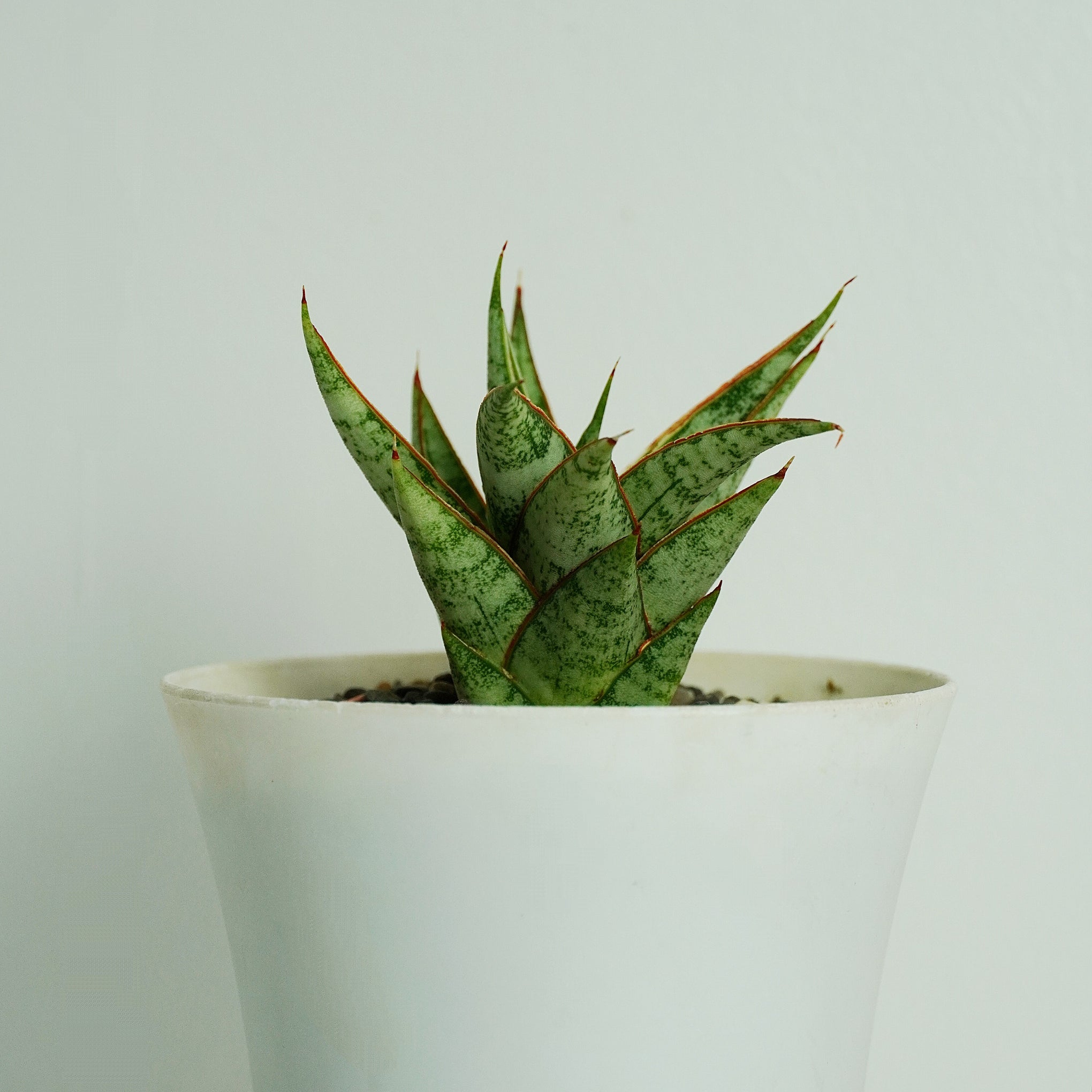sansevieria sweet celery Sansevieria Hybrid Sweet Celery Rare Collector Plant – Samarth Cactus Nursery