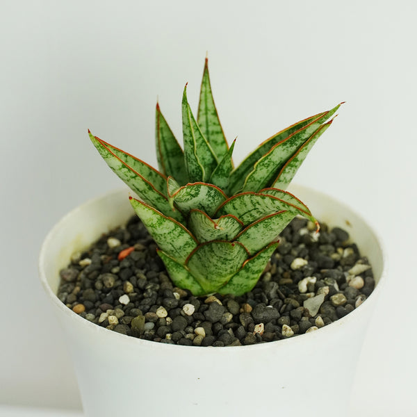 Sansevieria Sweet Celery