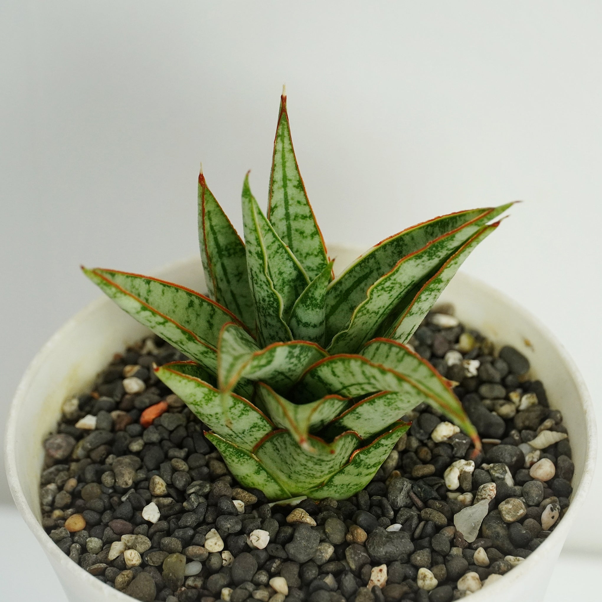 sansevieria hybrid plant Sansevieria Hybrid Sweet Celery Rare Collector Plant – Samarth Cactus Nursery