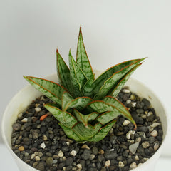 Sansevieria Hybrid Sweet Celery-A_Popular_and_Hardy_Plant