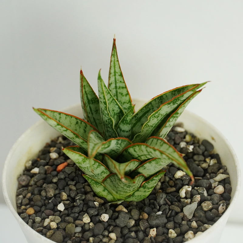 Sansevieria Hybrid Sweet Celery-A_Popular_and_Hardy_Plant