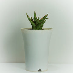 Sansevieria Hybrid Sweet Celery-A_Popular_and_Hardy_Plant