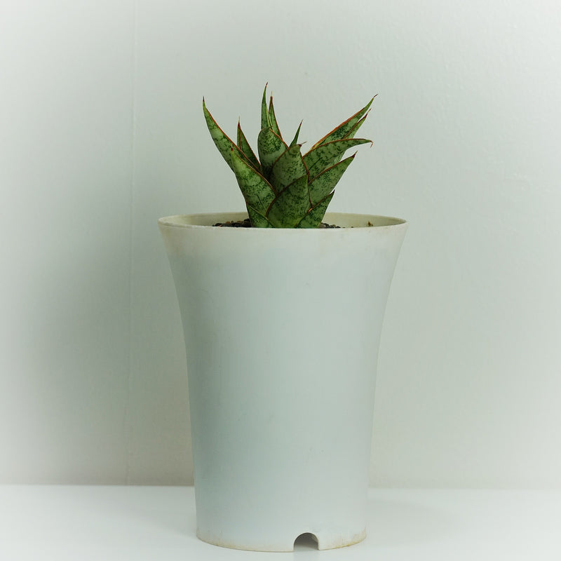 Sansevieria Hybrid Sweet Celery-A_Popular_and_Hardy_Plant