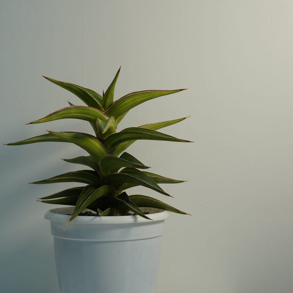 Sansevieria lavranos 51 variegated