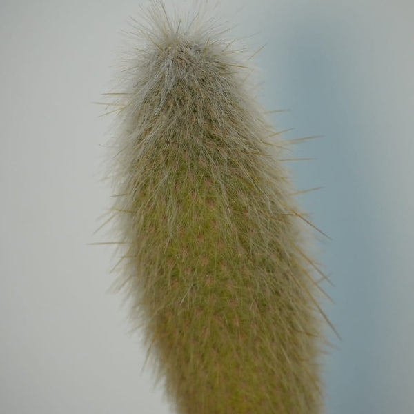 cylectocactus silver stauch