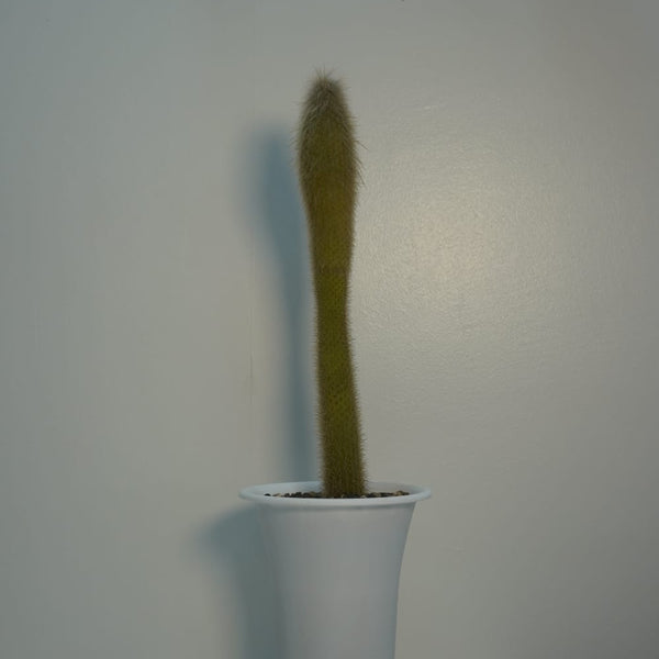 Cleistocactus ritteri 6_INCHS_RAUND_N_POT WHITHOUT_POT_SHIPPING