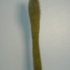 cylectocactus silver stauch