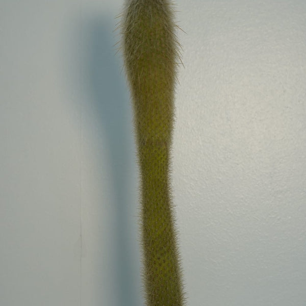 cylectocactus silver stauch