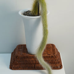 Monkey tail cactus