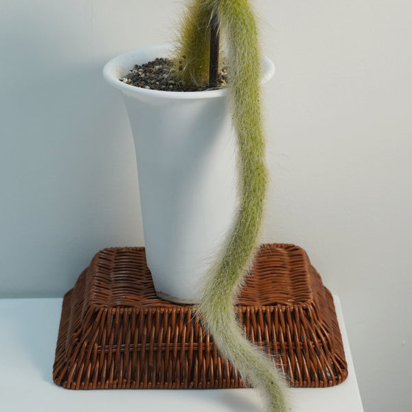 Monkey tail cactus