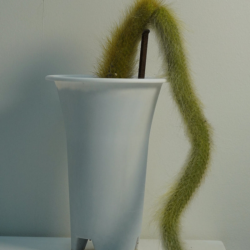 Monkey tail cactus