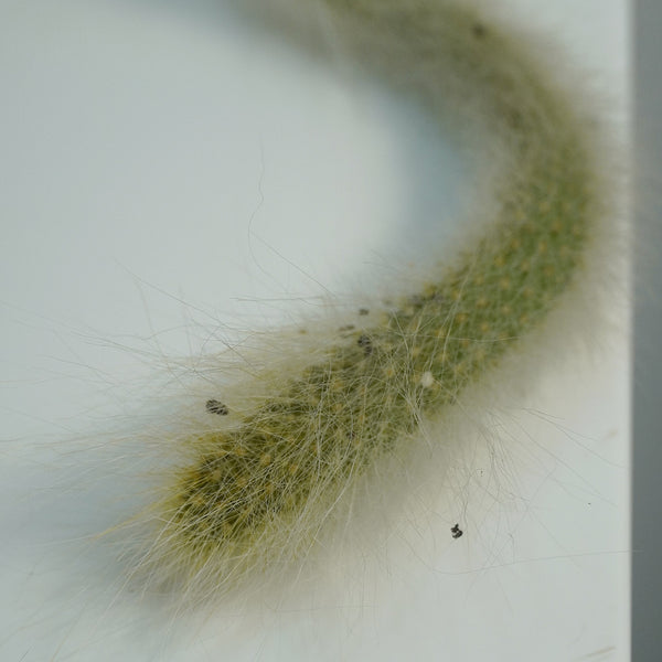 Monkey tail cactus
