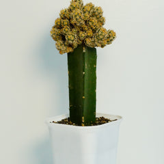 Escobaria minima ( FLOWERING CACTUS ) 6_INCHS_N_SQUARE_POT WITH_POT