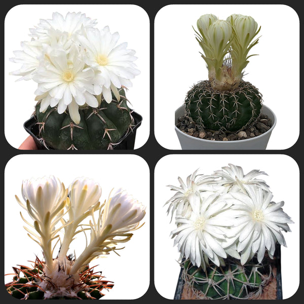 Combo of 4 Different Exotic Discocact varieties