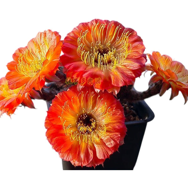 Lobivia napina in bloom showing vibrant orange-red flowers on a mature 5-inch specimen