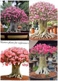 Adenium Arabicum Combo – Exotic Bonsai Indoor Air Purifier Plant (Set of 4) | Oxygen-Boosting Desert Rose