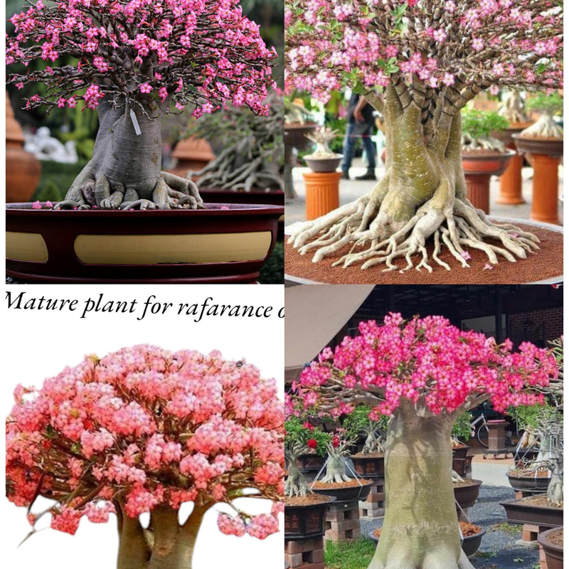 Adenium Arabicum Combo – Exotic Bonsai Indoor Air Purifier Plant (Set of 4) | Oxygen-Boosting Desert Rose
