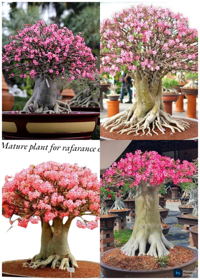 Adenium Arabicum Combo – Exotic Bonsai Indoor Air Purifier Plant (Set of 4) | Oxygen-Boosting Desert Rose