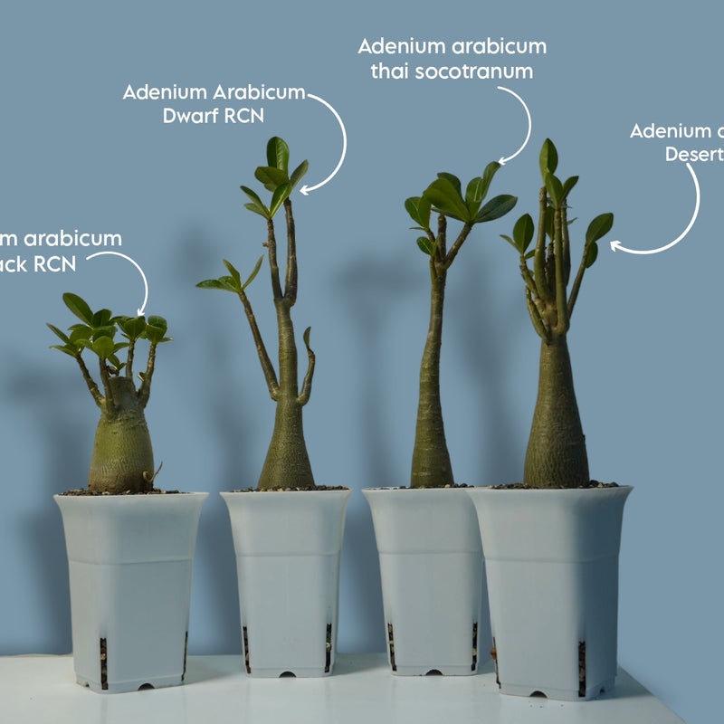 Adenium Arabicum Combo – Exotic Bonsai Indoor Air Purifier Plant (Set of 4) | Oxygen-Boosting Desert Rose