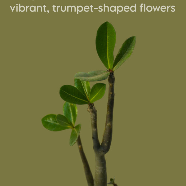 Combo of 4 Adenium Arabicum – Exotic plant-Bonsai plant- Indoor plant