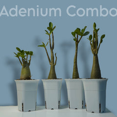 Adenium Arabicum Combo – Exotic Bonsai Indoor Air Purifier Plant (Set of 4) | Oxygen-Boosting Desert Rose