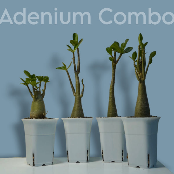 Combo of 4 Adenium Arabicum – Exotic plant-Bonsai plant- Indoor plant