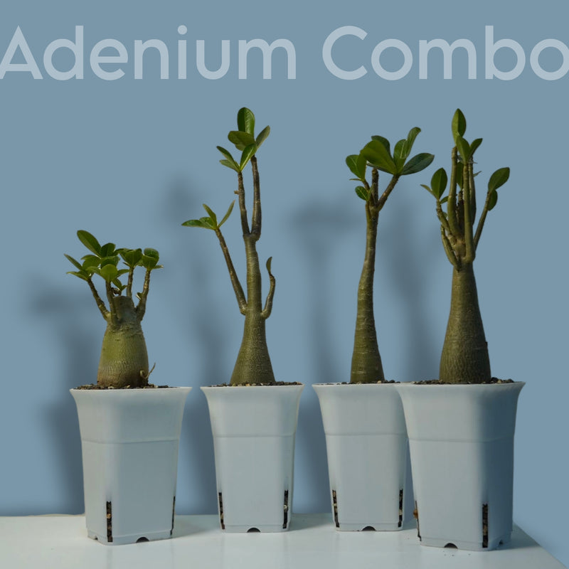 Adenium Arabicum Combo – Exotic Bonsai Indoor Air Purifier Plant (Set of 4) | Oxygen-Boosting Desert Rose
