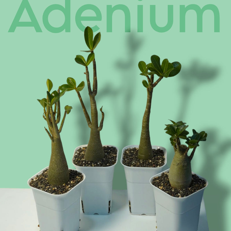 Adenium Arabicum Combo – Exotic Bonsai Indoor Air Purifier Plant (Set of 4) | Oxygen-Boosting Desert Rose