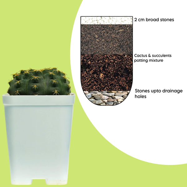Gymnocalycium quehlianum v. kleinianum