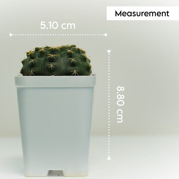 Gymnocalycium quehlianum v. kleinianum