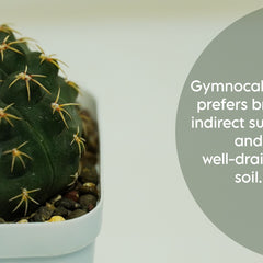 Gymnocalycium quehlianum v. kleinianum