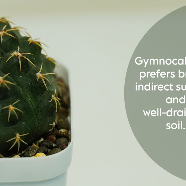 Gymnocalycium quehlianum v. kleinianum