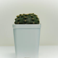 Gymnocalycium quehlianum v. kleinianum