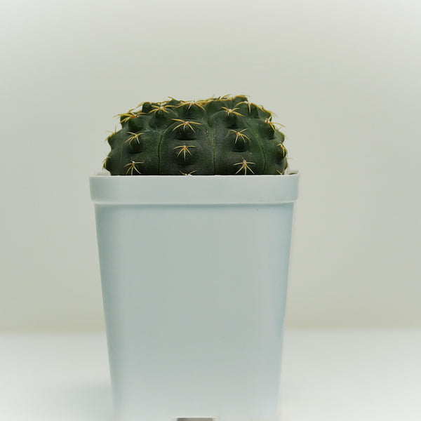 Gymnocalycium quehlianum v. kleinianum