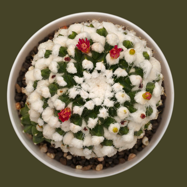 Mammillaria compressa esamu Japanese 3_INCHS_QUARE_POT WITHOUT_POT