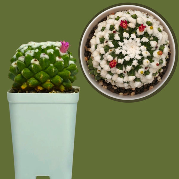 Mammillaria compressa esamu_indoor cactus