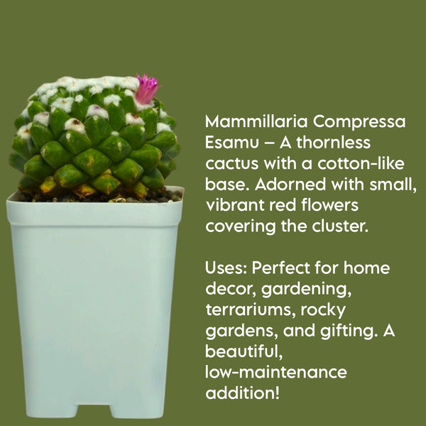 Mammillaria compressa esamu_indoor cactus