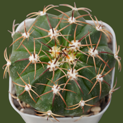Melocactus red cap-desert plant cactus