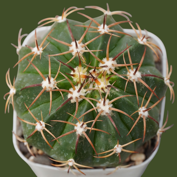 Melocactus red cap-desert plant cactus