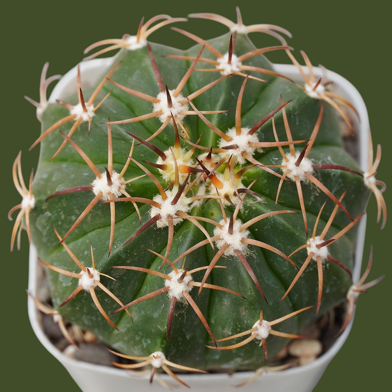 Melocactus red cap-desert plant cactus