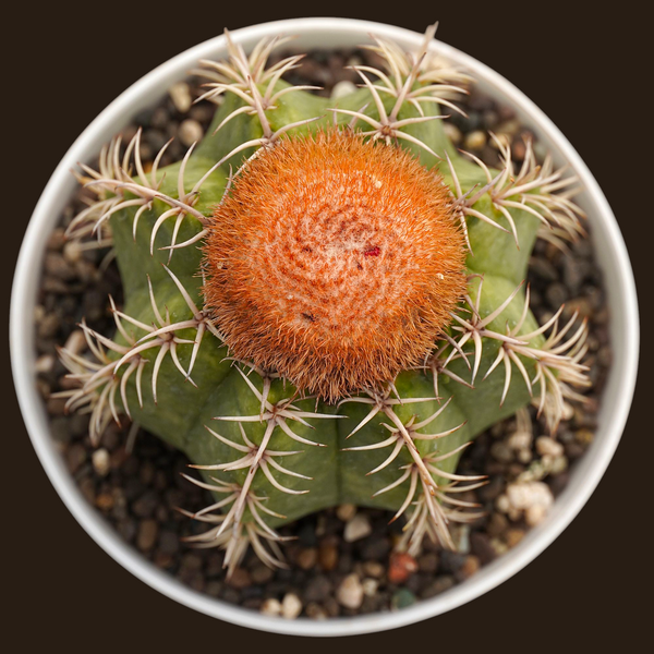 Melocactus red cap-desert plant cactus