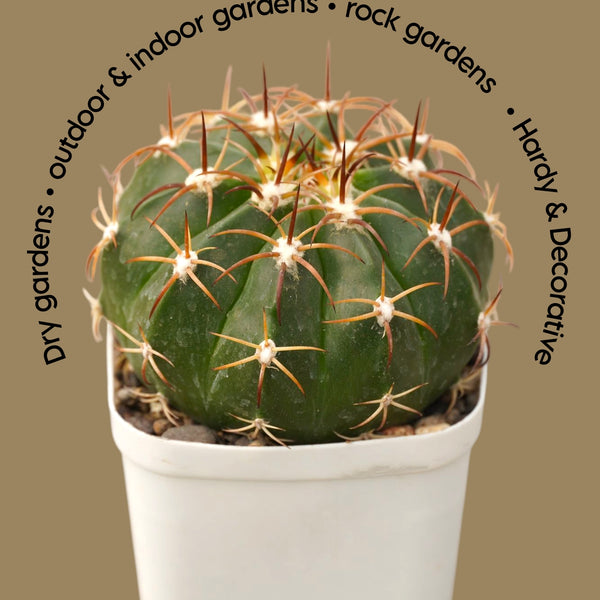 Melocactus red cap-desert plant cactus